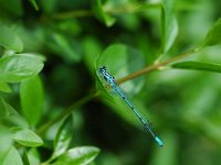 Coenagrion puella 14, Azuurwaterjuffer, male, Vlinderstichting-Jaap Bouwman