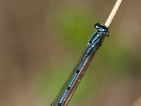 Coenagrion puella 2, Azuurwaterjuffer, Vlinderstichting-Tim Termaat