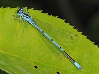 Azuurwaterjuffer #47789 : Azuurwaterjuffer, Coenagrion puella, Azure Damselfly, male