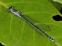 Azuurwaterjuffer #47661 : Azuurwaterjuffer, Coenagrion puella, Azure Damselfly, female