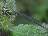 Coenagrion puella 25, Azuurwaterjuffer, Saxifraga-Rutger Barendse