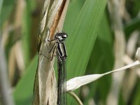 Coenagrion puella 27, Azuurwaterjuffer, Saxifraga-Rutger Barendse