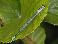 Azuurwaterjuffer #06975 : Coenagrion puella, Azuurwaterjuffer, male