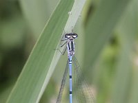 Coenagrion puella 31, Azuurwaterjuffer, Saxifraga-Rutger Barendse