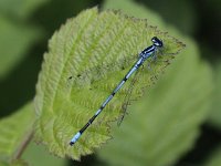 Coenagrion puella 33, Azuurwaterjuffer, Saxifraga-Peter Meininger