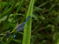 Coenagrion puella 35, Azuurwaterjuffer, Saxifraga-Harry van Oosterhout : insect, libel, azuurwaterjuffer