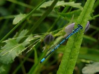 Coenagrion puella 36, Azuurjufferwater, Saxifraga-Harry van Oosterhout : insect, libel, azuurwaterjuffer