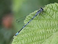 Coenagrion puella 38, Azuurwaterjuffer, Saxifraga-Peter Meininger