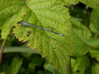 Coenagrion puella 4, Azuurwaterjuffer, Saxifraga-Peter Meininger