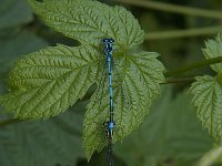 Coenagrion puella 40, Azuurwaterjuffer, Saxifraga-Jan van der Straaten