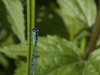 Coenagrion puella 41, Azuurwaterjuffer, Saxifraga-Jan van der Straaten