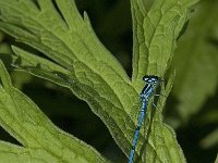 Coenagrion puella 42, Azuurwaterjuffer, Saxifraga-Jan van der Straaten