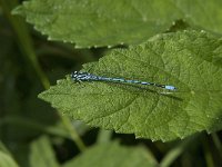 Coenagrion puella 43, Azuurwaterjuffer, Saxifraga-Jan van der Straaten