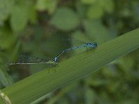 Coenagrion puella 45, Azuurwaterjuffer, Saxifraga-Jan van der Straaten