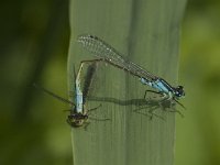 Coenagrion puella 47, Azuurwaterjuffer, Saxifraga-Jan van der Straaten