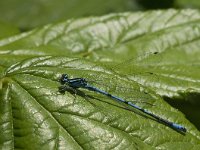 Coenagrion puella 48, male, Azuurwaterjuffer, Saxifraga-Jan van der Straaten