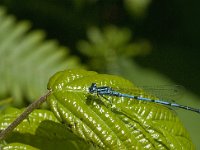 Coenagrion puella 49, male, Azuurwaterjuffer, Saxifraga-Jan van der Straaten