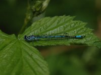 Coenagrion puella 51, Azuurwaterjuffer, Saxifraga-Bas Klaver