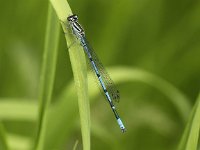 Coenagrion puella 52, Azuurwaterjuffer, Saxifraga-Peter Meininger