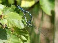 Coenagrion puella 54, Azuurwaterjuffer, Saxifraga-Henk Baptist