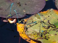 Coenagrion puella 56, Azuurwaterjuffer, Saxifraga-Bart Vastenhouw