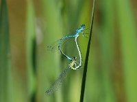 Coenagrion puella 6, Azuurwaterjuffer, Vlinderstichting-Jaap Bouwman : vacantie