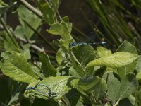 Coenagrion puella 60, Azuurwaterjuffer, Saxifraga-Willem van Kruijsbergen