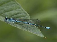 Coenagrion puella 61, Azuurwaterjuffer, Saxifraga-Willem van Kruijsbergen