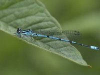 Coenagrion puella 62, Azuurwaterjuffer, Saxifraga-Willem van Kruijsbergen