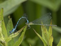 Coenagrion puella 68, Azuurwaterjuffer, Saxifraga-Willem van Kruijsbergen