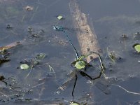 Coenagrion puella 69, Azuurwaterjuffer, Saxifraga-Willem van Kruijsbergen