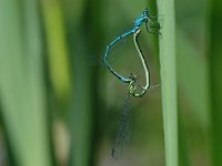 Coenagrion puella 7, Azuurwaterjuffer, Vlinderstichting-Jaap Bouwman : vacantie