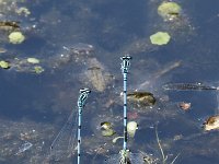 Coenagrion puella 70, Azuurwaterjuffer, Saxifraga-Willem van Kruijsbergen