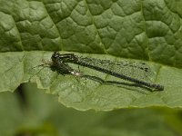 Coenagrion puella 73, Azuurwaterjuffer, Saxifraga-Jan van der Straaten