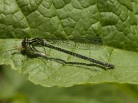 Coenagrion puella 74, Azuurwaterjuffer, Saxifraga-Jan van der Straaten