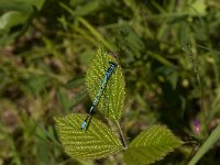 Coenagrion puella 75, Azuurwaterjuffer, Saxifraga-Jan van der Straaten