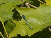 Coenagrion puella 76, Azuurwaterjuffer, Saxifraga-Jan van der Straaten