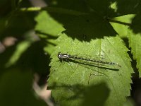 Coenagrion puella 79, Azuurwaterjuffer, Saxifraga-Jan van der Straaten