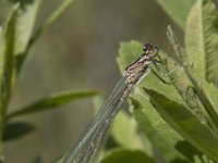 Coenagrion puella 83, Azuurwaterjuffer, female, Saxifraga-Willem van Kruijsbergen