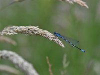 Coenagrion pulchellum 34, Variable waterjuffer, Saxifraga-Luuk Vermeer