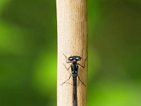 Coenagrion pulchellum 37, Variabele waterjuffer, Saxifraga-Tom Heijnen