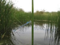 Coenagrion scitulum 2, Gaffelwaterjuffer, Saxifraga-Rob Felix : Animalia, Arthropoda, Insecta, Odonata, Project Natuurbalans, animal, arthropod, dargonfly, dier, dieren, geleedpotige, geleedpotigen, insect, insecten, juffer, libel, libellen