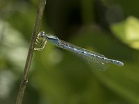 Coenagrion scitulum 5, Gaffelwaterjuffer, Saxifraga-Willem van Kruijsbergen