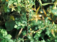 Cordulegaster boltonii 2, Gewone bronlibel, female, Vlinderstichting-Han Klein Schiphorst