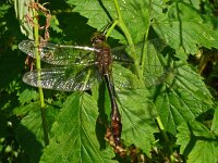 Cordulia aenea 23, Smaragdlibel, Saxifraga-Hans Grotenhuis