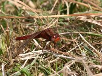 Crocothemis erythraea 13, Vuurlibel, Saxifraga-Henk Baptist