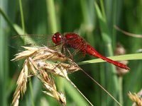 Crocothemis erythraea 14, Vuurlibel, Saxifraga-Henk Baptist