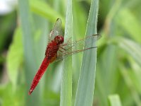 Crocothemis erythraea 15, Vuurlibel, Saxifraga-Henk Baptist