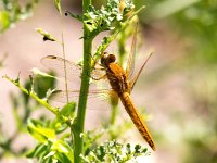 Crocothemis erythraea 18, Vuurlibel, Saxifraga-Bart Vastenhouw