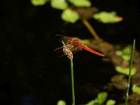 Crocothemis erythraea 19, Vuurlibel, Saxifraga-Ed Stikvoort